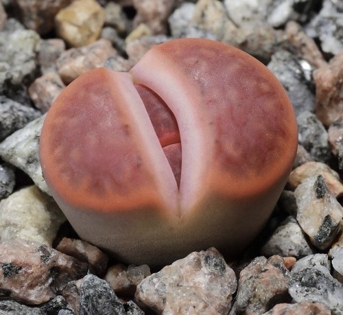 Lithops karasmontana 50 - karasmontana,, 50/