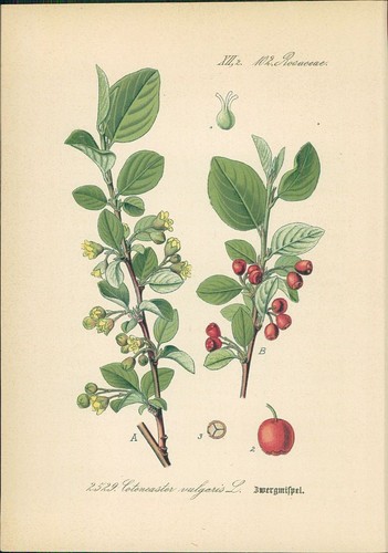 Chromolithographie - ,