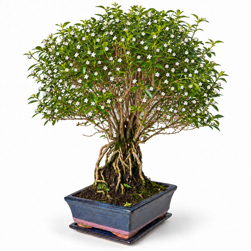 Bonsai junischnee serissa - bonsai,