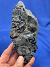 Carboniferous Linopteris Fossil Fossilien Karbon plant  Germany Farn, fern