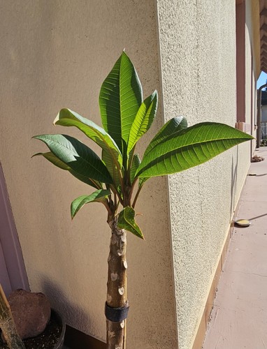 Plumeria frangipani musk - plumeria, "musk