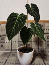 Philodendron verrucosum "Boca