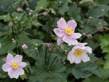 3 Pflanzen Herbst-Anemone Stauden Blume Anemone rose winterharte Pflanze