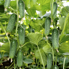 Gurkensamen Arktika F1 Gemüse Einlegegurken Samen Saatgut Семена огурцов Арктика