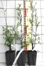 Salix caprea die - ,,