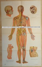 Akupunktur-Poster  Papier /