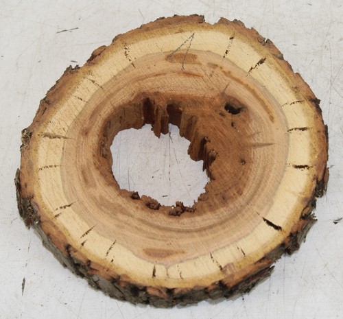 Hohle baumscheibe apfel - hohle,