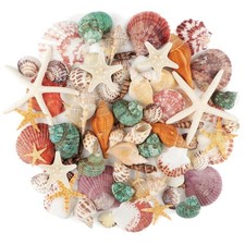 Meeresmuscheln Muschelschale