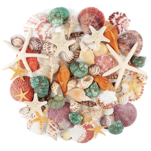 Meeresmuscheln muschelschale - meeresmuscheln,