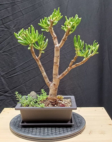 Pre bonsai crassula - pre-bonsai, ovata