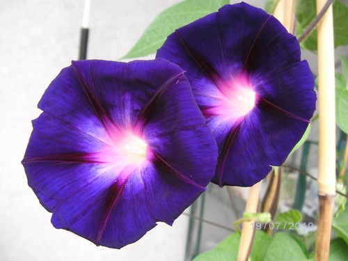 Prunkwind schwarze witwe - prunkwind,