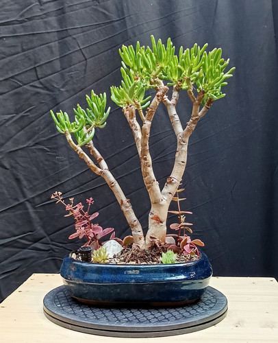 Bonsai crassula ovata gollum - ovata, 'gollum'