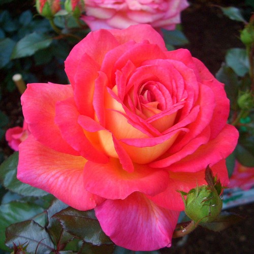 Edelrosen vielen - edelrosen, in