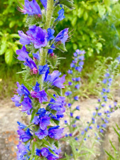 2000 Samen Natternkopf Echium vulgare Wildpflanze Bienenweide Blühfreudig Großp.