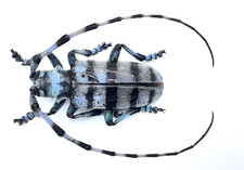 Cerambycidae, Anoplophora