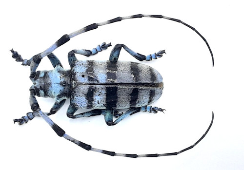 Cerambycidae anoplophora - cerambycidae,,