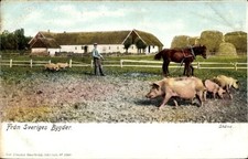 Ak Schweden, Bauer, Pflug