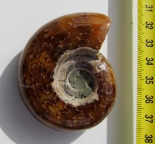 Ammonit aus Madagaskar