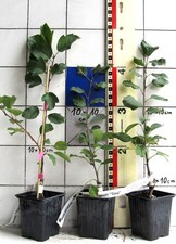 Malus sarg.  "Tina",  Zierapfel,   -- veredelte Pflanze