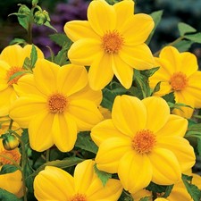 Dahlie Knolle Blüten