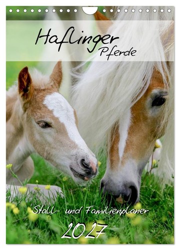 Haflinger pferde stall und - haflinger, stall-
