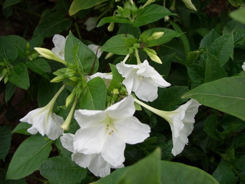 Samen wunderblume mirabilis - 30,