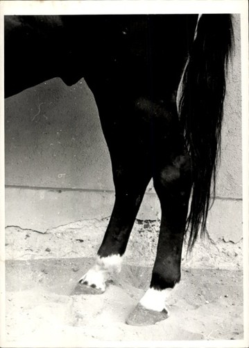 Foto pferd pferdehufe tier - pferd,,