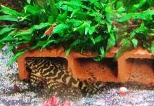 XXL Welshöhle 5-fach, 14 cm