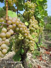 Vitis 'Chardonnay' - Wein Rebe -winterharte veredelte Pflanze 70-100cm Weinstock