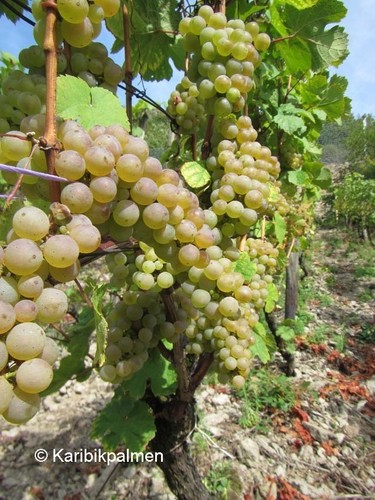 Vitis riesling weiß - vitis, weiß'