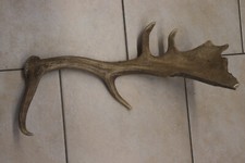 Abwurfstangen Damgeweih