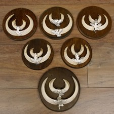 Keilerwaffen 6x Wildschweinwaffen (Sus scrofa) für Bastler Trophäe Keiler Gewaff