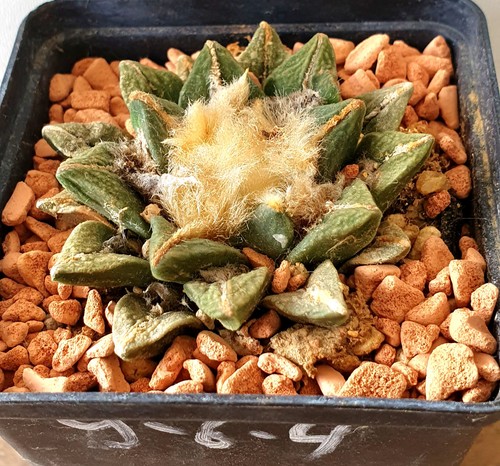 Alter ariocarpus auf eig - alter,