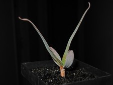 Welwitschia mirabilis 1 sof - /,