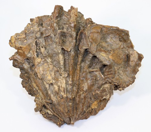 Muschel ctenostreon - muschel,,