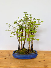Bonsai Metasequoia /