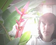 Rosa Zwergbanane mit kleinen