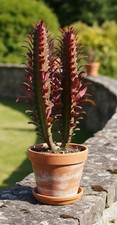 Euphorbia Trigona rubra 25cm