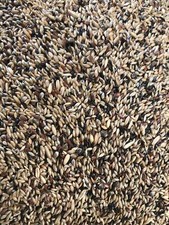 Tessmers Kanarienvogelfutter ohne Rüpsen 2 kg Premium Qualität Kanarienvogel