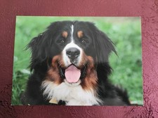 Hundepostkarte ? BERNER SENNENHUND ? AK HUND 