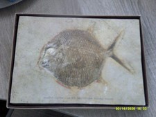 Versteinerter Mondfisch, Jura