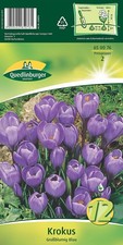KROKUS "Großblumig Blau"