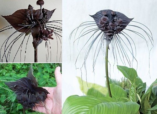 Fledermausblume exotisch