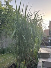 Riesen -Chinaschilf .