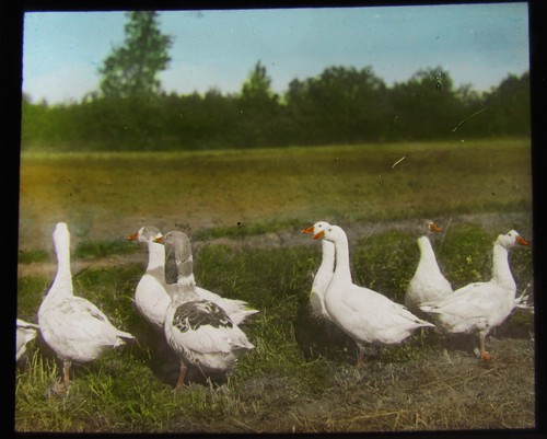 Glas zauber laterne dia vögel - zauber,