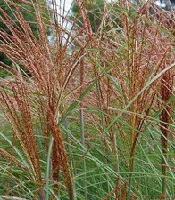 Chinaschilf Graziella - XXXL