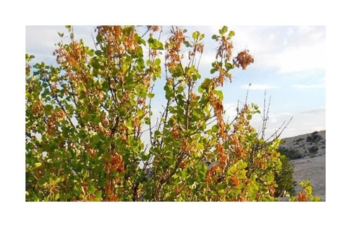 10x fraxinus anomala - 10x,