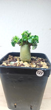Adenium DHA 'PPL'