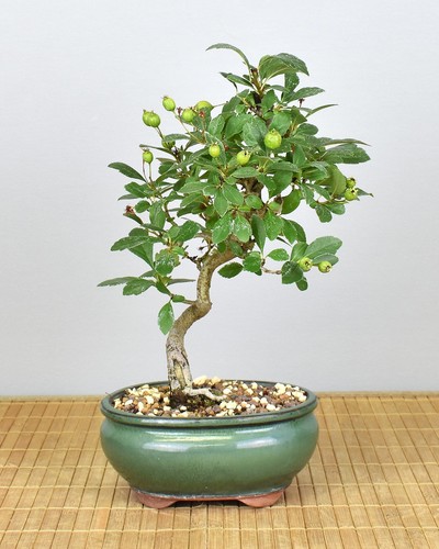 Bonsai outdoor japanischer - bonsai,