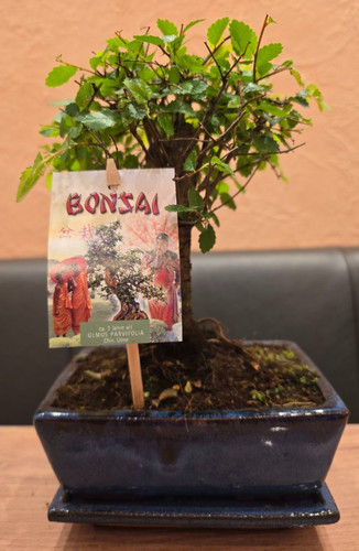 Bonsai ulmus parvifolia - bonsai,